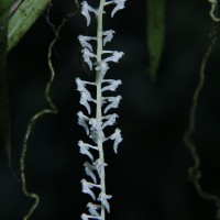 Robiquetia gracilis (Lindl.) Garay